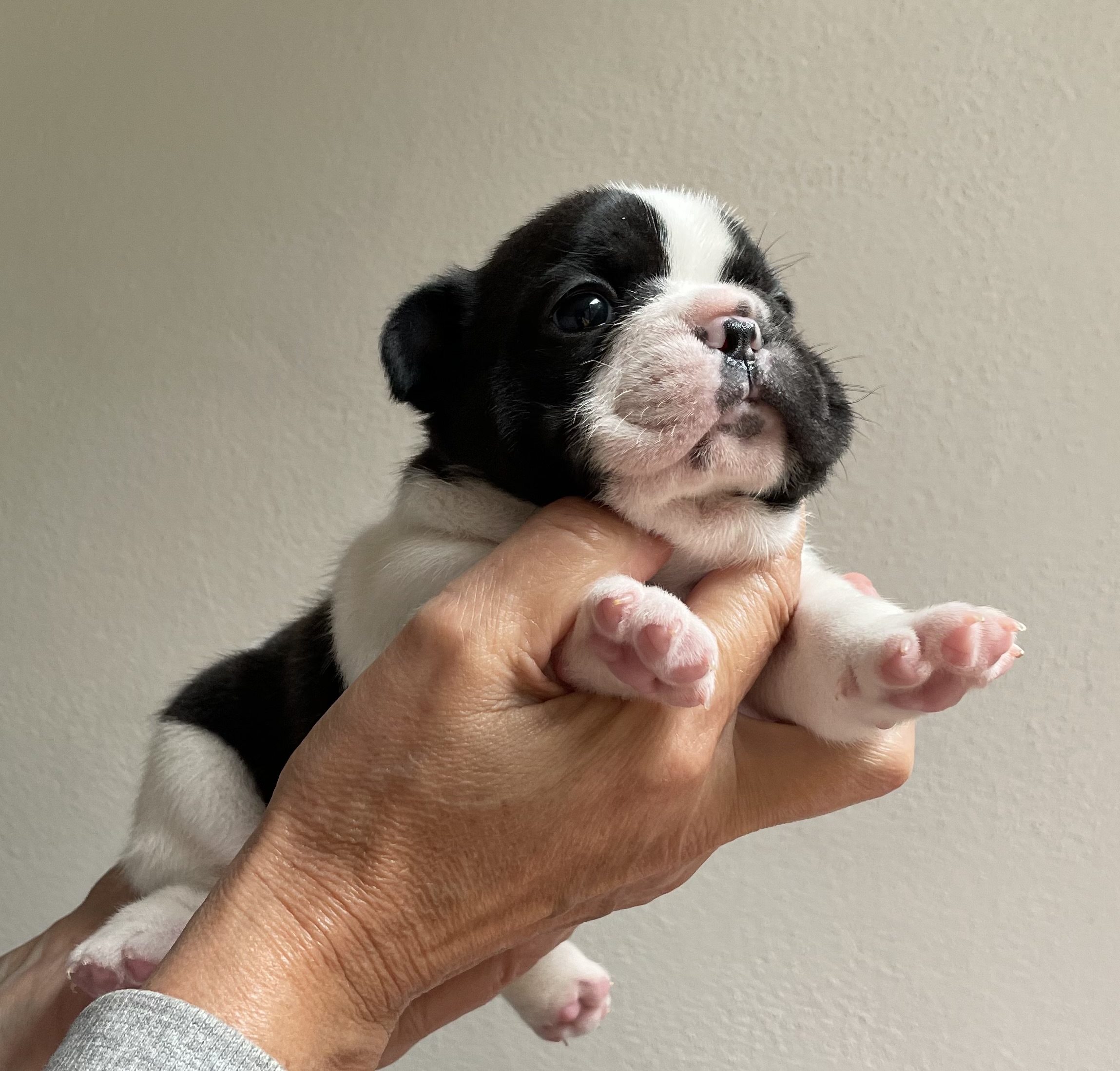 Flash Frenchies Litter L